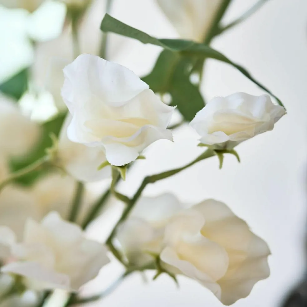 Blume 6er Set Clavigny