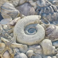 Deko-Muscheln Potnarvin