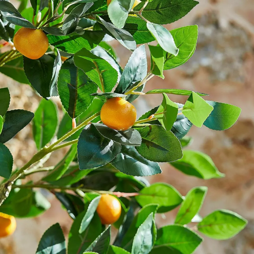 Deko-Pflanze Delbart