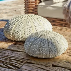 Deko-Seeigel 2er Set Kimbar