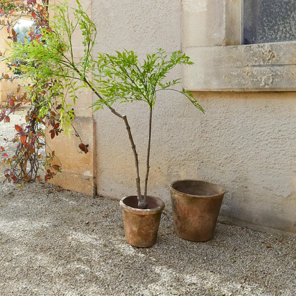 Deko-Topfpflanze 2.Wahl Avenelle