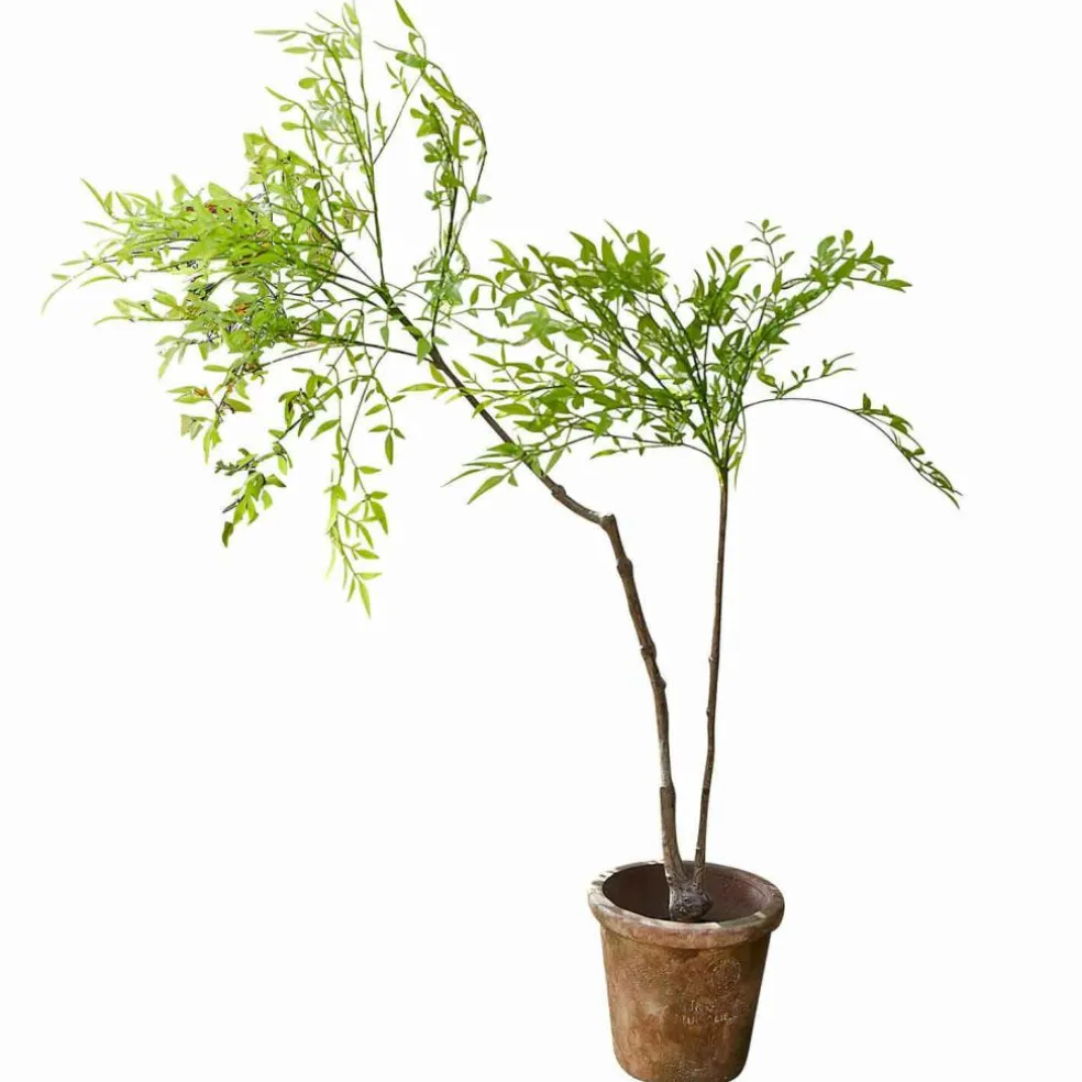 Deko-Topfpflanze 2.Wahl Avenelle